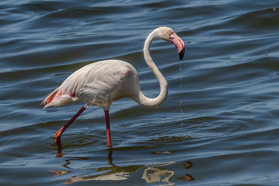 120 Walvisbaai, Namibie.jpg